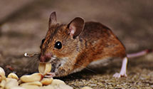 24 Hour & Emergency Exterminators in Guntersville, AL